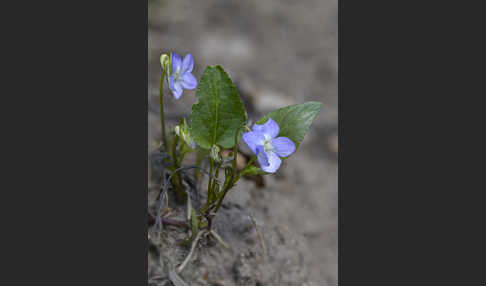 Hunds-Veilchen (Viola canina)