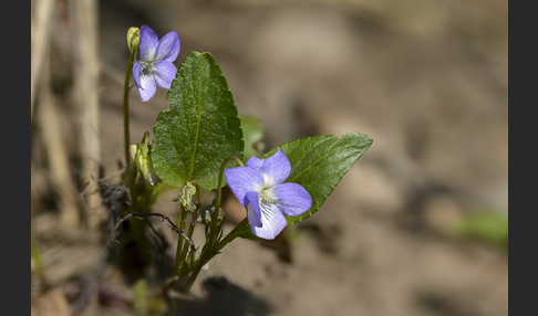 Hunds-Veilchen (Viola canina)