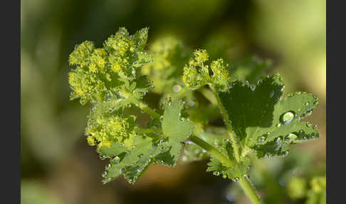Gelbgrüner Frauenmantel (Alchemilla xanthochlora)