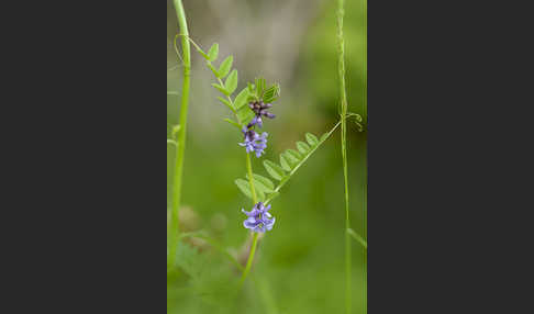 Wicke (Vicia spec.)