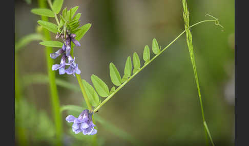 Wicke (Vicia spec.)