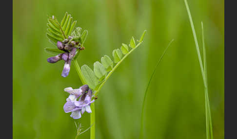 Wicke (Vicia spec.)