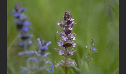 Kriechender Günsel (Ajuga reptans)