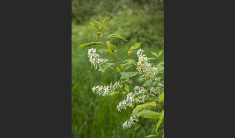 Gewöhnliche Traubenkirsche (Prunus padus)