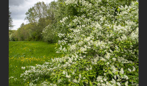 Gewöhnliche Traubenkirsche (Prunus padus)