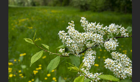 Gewöhnliche Traubenkirsche (Prunus padus)