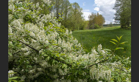 Gewöhnliche Traubenkirsche (Prunus padus)