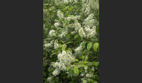 Gewöhnliche Traubenkirsche (Prunus padus)