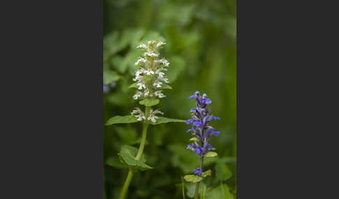 Kriechender Günsel (Ajuga reptans)