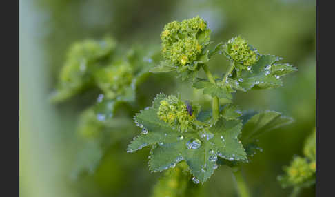 Gelbgrüner Frauenmantel (Alchemilla xanthochlora)