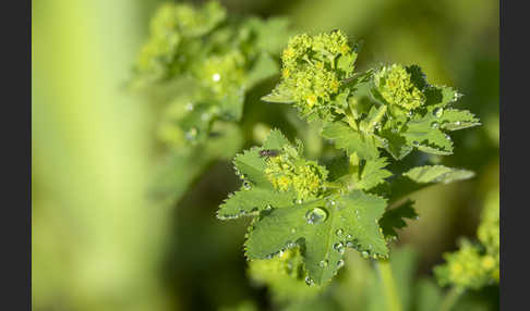 Gelbgrüner Frauenmantel (Alchemilla xanthochlora)