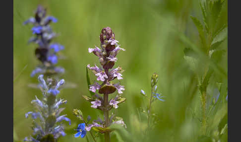 Kriechender Günsel (Ajuga reptans)