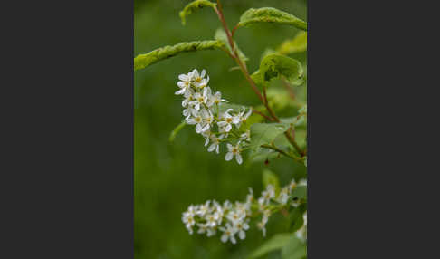 Gewöhnliche Traubenkirsche (Prunus padus)