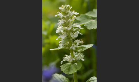 Kriechender Günsel (Ajuga reptans)