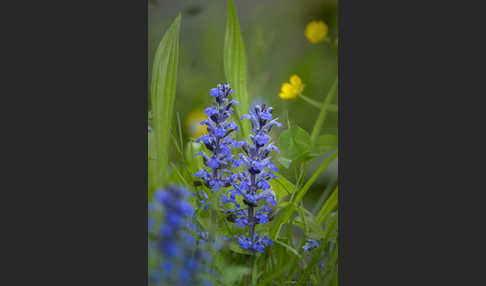 Kriechender Günsel (Ajuga reptans)