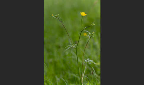 Scharfer Hahnenfuß (Ranunculus acris)