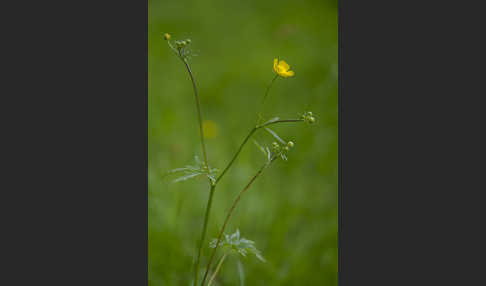 Scharfer Hahnenfuß (Ranunculus acris)