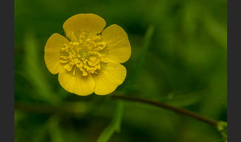 Scharfer Hahnenfuß (Ranunculus acris)