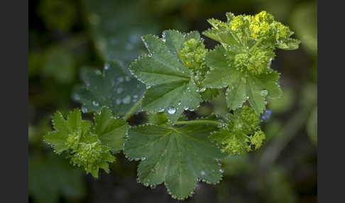 Gelbgrüner Frauenmantel (Alchemilla xanthochlora)