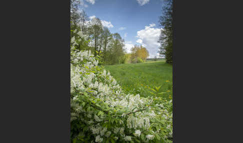 Gewöhnliche Traubenkirsche (Prunus padus)