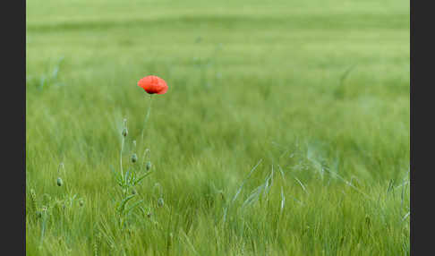 Mohn (Papaver spec.)