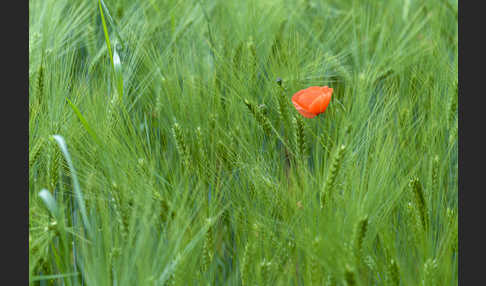 Mohn (Papaver spec.)