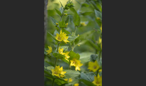 Drüsiger Gilbweiderich (Lysimachia punctata)