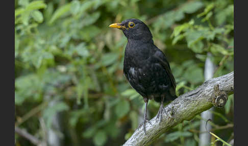 Amsel (Turdus merula)