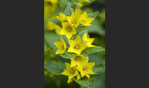 Drüsiger Gilbweiderich (Lysimachia punctata)