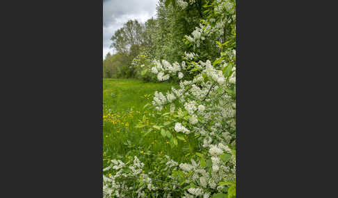 Gewöhnliche Traubenkirsche (Prunus padus)