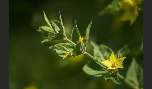 Drüsiger Gilbweiderich (Lysimachia punctata)