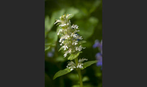 Kriechender Günsel (Ajuga reptans)