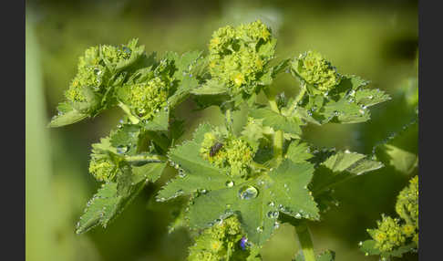 Gelbgrüner Frauenmantel (Alchemilla xanthochlora)