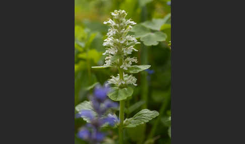 Kriechender Günsel (Ajuga reptans)