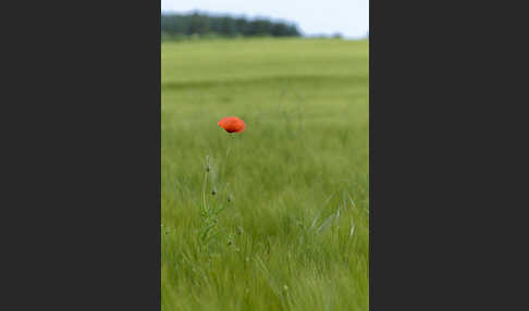 Mohn (Papaver spec.)