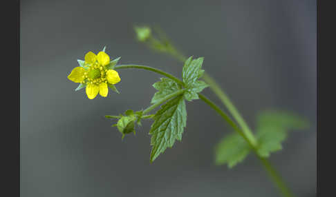 Echte Nelkenwurz (Geum urbanum)