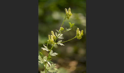 Gelber Eisenhut (Aconitum lycoctonum)