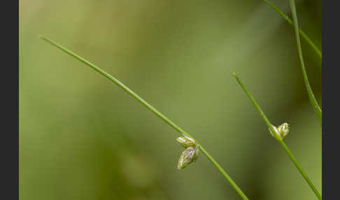 Borstige Schuppensimse (Isolepis setacea)