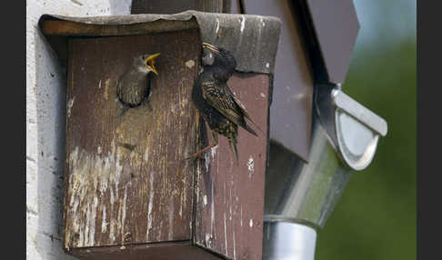 Star (Sturnus vulgaris)