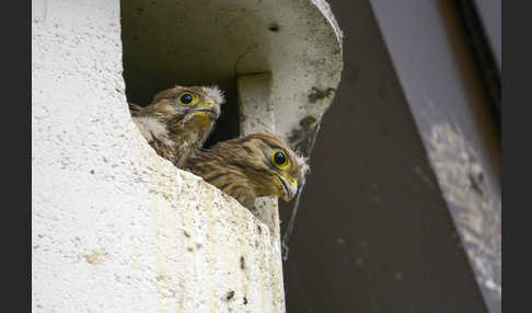 Turmfalke (Falco tinnunculus)