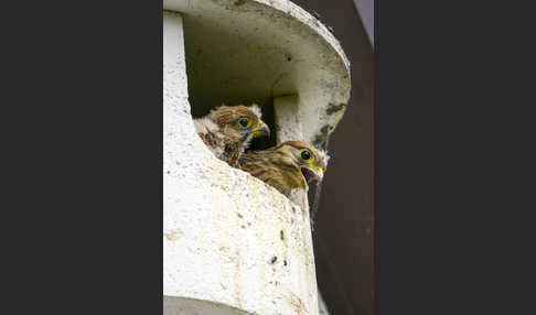 Turmfalke (Falco tinnunculus)