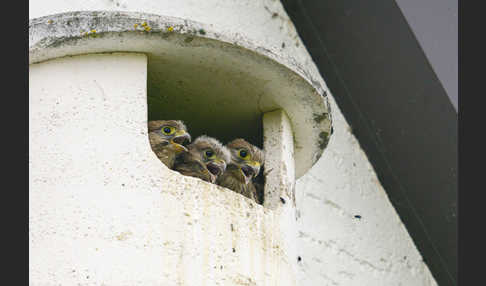 Turmfalke (Falco tinnunculus)