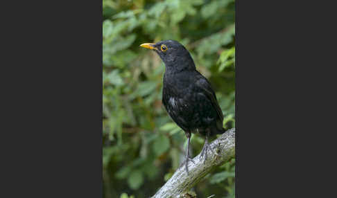 Amsel (Turdus merula)