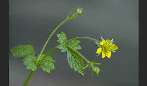 Echte Nelkenwurz (Geum urbanum)