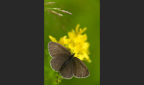 Schornsteinfeger (Aphantopus hyperantus)