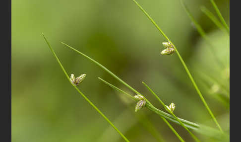 Borstige Schuppensimse (Isolepis setacea)