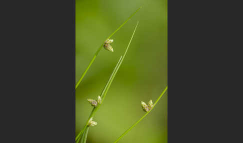 Borstige Schuppensimse (Isolepis setacea)