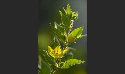 Drüsiger Gilbweiderich (Lysimachia punctata)