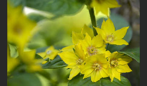 Drüsiger Gilbweiderich (Lysimachia punctata)