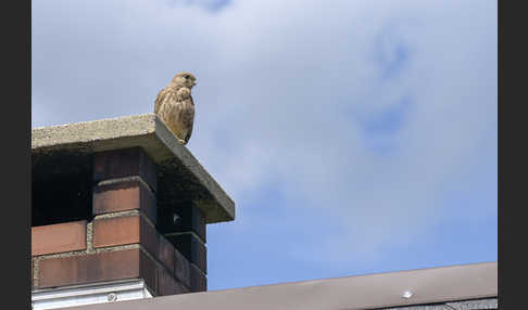 Turmfalke (Falco tinnunculus)